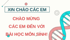 Giáo án Powerpoint Bài 34: Từ gene đến tính trạng KHTN 9 Cánh diều