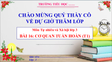 Giáo án Powerpoint Bài 16: Cơ quan tuần hoàn Tự nhiên xã hội lớp 3 Cánh diều