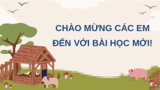 Giáo án Powerpoint Bài 16 Công nghệ chăn nuôi 11 Kết nối tri thức: Chuồng nuôi và biện pháp vệ sinh trong chăn nuôi