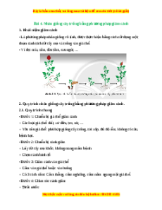 Lý thuyết Công nghệ 7 Chân trời sáng tạo Bài 4: Nhân giống cây trồng bằng phương pháp giâm cành