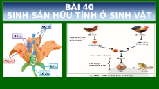Bài giảng Powerpoint Sinh sản hữu tính ở sinh vật Sinh học - KHTN 7 Kết nối tri thức