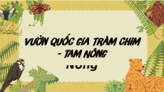 Giáo án Powerpoint Vườn quốc gia Tràm Chim - Tam Nông trang 65 Ngữ văn 9 Cánh diều