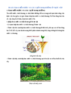 Lý thuyết Trao đổi nước và các chất dinh dưỡng ở thực vật KHTN 7 Cánh diều