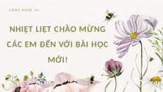 Giáo án Powerpoint Bài 7: Kĩ thuật trồng và chăm sóc hoa cúc Chuyên đề Công nghệ trồng trọt 10 Kết nối tri thức