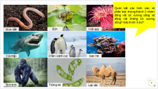 Giáo án Powerpoint Bài 23: Đa dạng động vật có xương sống KHTN 6 Cánh diều