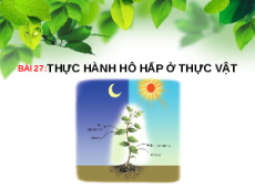 Bài giảng Powerpoint Thực hành: Hô hấp ở thực vật Sinh học - KHTN 7 Kết nối tri thức