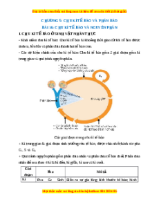 Lý thuyết Sinh học 10 Kết nối tri thức Bài 16: Chu kì tế bào và nguyên phân