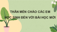 Giáo án Powerpoint Cảm ứng ở thực vật Sinh học 11 Cánh diều