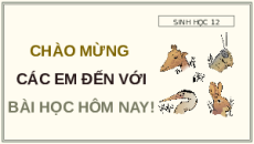 Giáo án Powerpoint Bài 29: Trao đổi vật chất và chuyển hoá năng lượng trong hệ sinh thái Sinh học 12 Kết nối tri thức