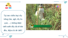 Giáo án Powerpoint Vai trò của nước và các chất dinh dưỡng đối với cơ thể sinh vật Sinh học - KHTN 7 Chân trời sáng tạo