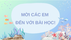 Giáo án Powerpoint Đọc: Cá heo ở biển Trường Sa Tiếng việt lớp 4 Chân trời sáng tạo (Pb2)