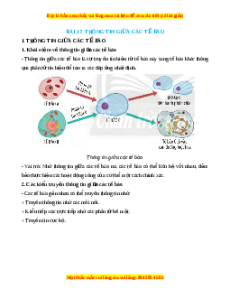 Lý thuyết Sinh học 10 Chân trời sáng tạo Bài 17: Thông tin giữa các tế bào