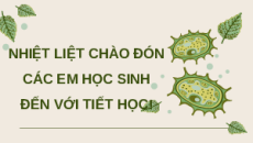 Giáo án Powerpoint Cảm ứng ở động vật Sinh học 11 Kết nối tri thức