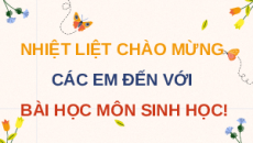 Giáo án Powerpoint Bài 28: Hệ sinh thái Sinh học 12 Kết nối tri thức