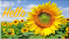 Giáo án Powerpoint Bài 8: Cái tôi – Thế giới độc đáo Ngữ văn 11 Chân trời sáng tạo