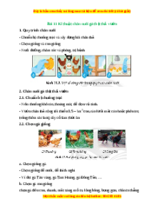 Lý thuyết Công nghệ 7 Chân trời sáng tạo Bài 11: Kĩ thuật chăn nuôi gà thịt thả vườn