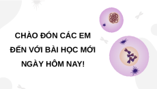 Giáo án Powerpoint Bài 43: Nguyên phân và giảm phân KHTN 9 Kết nối tri thức