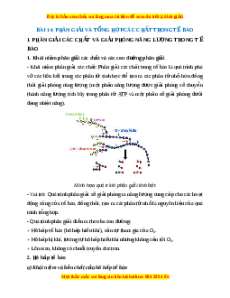 Lý thuyết Sinh học 10 Kết nối tri thức Bài 14: Phân giải và tổng hợp các chất trong tế bào