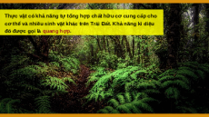 Bài giảng Powerpoint Quang hợp ở thực vật Sinh học - KHTN 7 Kết nối tri thức