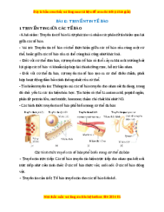 Lý thuyết Sinh học 10 Kết nối tri thức Bài 12: Truyền tin tế bào