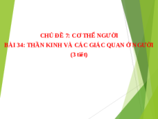 Giáo án Powerpoint Hệ thần kinh và các giác quan ở người Sinh học - KHTN 8 Cánh diều