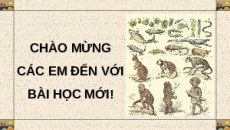 Giáo án Powerpoint Ôn tập Phần 6 Sinh học 12 Cánh diều