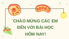 Giáo án Powerpoint Bài 24 Sinh học 11 Chân trời sáng tạo: Sinh sản ở thực vật