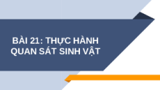 Giáo án Powerpoint Bài 21: Thực hành quan sát sinh vật KHTN 6 Chân trời sáng tạo