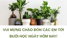 Giáo án Powerpoint Bài 10: Thực hành Trồng hoa, cây cảnh trong chậu Chuyên đề Công nghệ trồng trọt 10 Kết nối tri thức