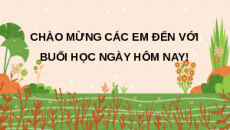 Giáo án Powerpoint Bài 4: Sử dụng, cải tạo và bảo vệ đất trồng Công nghệ trồng trọt 10 Kết nối tri thức