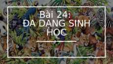 Giáo án Powerpoint Bài 24: Đa dạng sinh học KHTN 6 Cánh diều