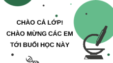 Giáo án Powerpoint Bài 15 Sinh học 11 Chân trời sáng tạo: Cảm ứng ở thực vật