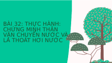 Bài giảng Powerpoint Thực hành: Chứng minh thân vận chuyển nước và lá thoát hơi nước Sinh học - KHTN 7 Kết nối tri thức