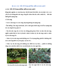 Lý thuyết Các yếu tố ảnh hưởng đến quang hợp KHTN 7 Cánh diều