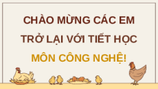 Giáo án Powerpoint Chuyên đề Bài 12: Quy trình chăn nuôi gà thịt thả vườn theo tiêu chuẩn Vietgap Công nghệ chăn nuôi 11 Kết nối tri thức