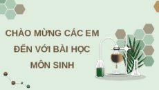 Giáo án Powerpoint Bài 6 Sinh học 11 Chân trời sáng tạo: Hô hấp ở thực vật