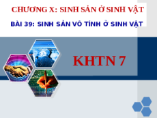 Bài giảng Powerpoint Sinh sản vô tính ở sinh vật Sinh học - KHTN 7 Kết nối tri thức