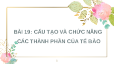 Giáo án Powerpoint Bài 19: Cấu tạo và chức năng các thành phần của tế bào KHTN 6 Kết nối tri thức