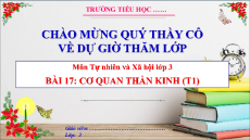 Giáo án Powerpoint Bài 17: Cơ quan thần kinh Tự nhiên xã hội lớp 3 Cánh diều