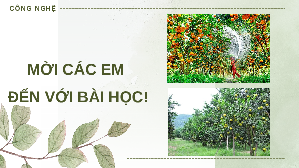 Giáo án Powerpoint Bài 8: Dự án: Trồng cây ăn quả Công nghệ 9 Trồng cây ăn quả Kết nối tri thức