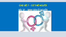 Giáo án Powerpoint Sinh sản ở người Sinh học - KHTN 8 Cánh diều