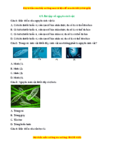 Trắc nghiệm Nguyên sinh vật KHTN 6 Kết nối tri thức