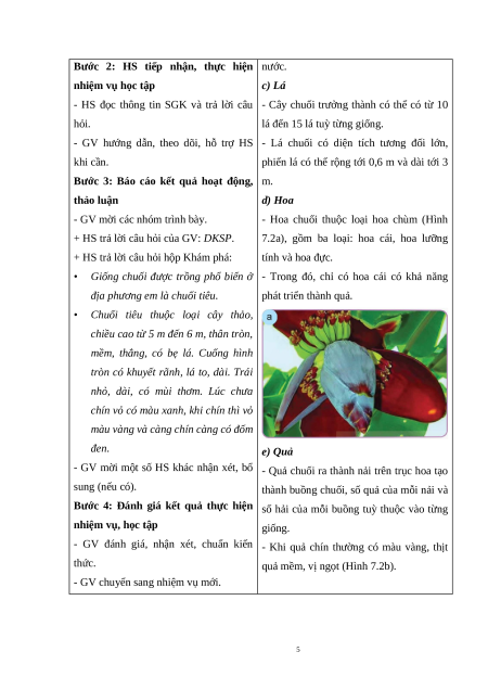 Giáo án Bài 7: Kĩ thuật trồng và chăm sóc cây chuối Công nghệ 9 Trồng cây ăn quả Kết nối tri thức