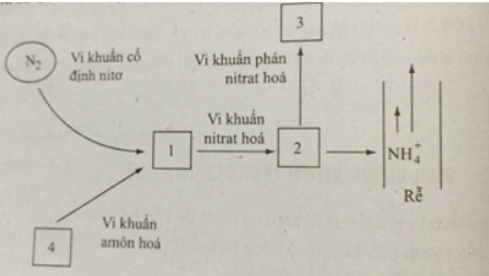 Sau đây là sơ đồ minh họa một số nguồn nitơ cung cấp cho cây Chú thích từ (1) đến (4) (ảnh 1)