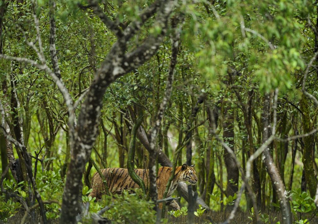  Chọn từ đồng nghĩa với từ được gạch chân trong câu sau đây: The Bali Tiger was declared extinct in 1937 due to hunting and habitatloss. (ảnh 1)