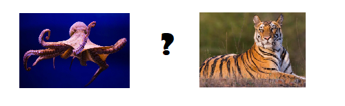 Which animal can’t run? (ảnh 1)