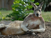 This kangaroo lives in... (ảnh 1)