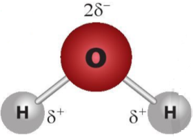  Một phân tử nước có thể tạo liên kết hydrogen tối đa với bao nhiêu phân tử nước khác? (ảnh 1)