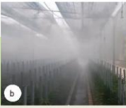Đâu là hình ảnh tưới nước phun sương? (ảnh 2)