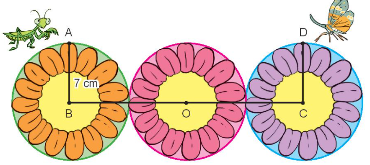 Cho hình vẽ: Quãng đường bọ ngựa đi theo đường gấp khúc từ A đến C là bao nhiêu, biết cả 3 hình tròn trên đều có bán kính 7 cm. (ảnh 1)